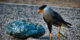 2021-10-29 - Parc de Courzieu - Rapaces - Caracara - 08